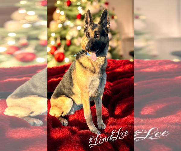 Medium Photo #4 German Shepherd Dog Puppy For Sale in LOGANVILLE, GA, USA