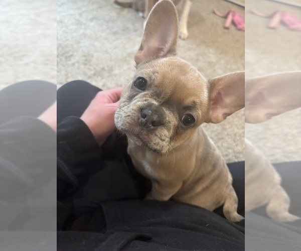 Medium Photo #2 French Bulldog Puppy For Sale in VIRGINIA BEACH, VA, USA