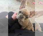 Small #1 French Bulldog