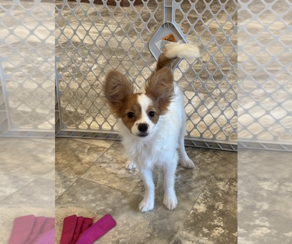 Medium Photo #8 Papillon Puppy For Sale in CANOGA, NY, USA