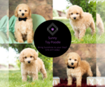 Small Photo #15 Poodle (Miniature) Puppy For Sale in WARSAW, IN, USA