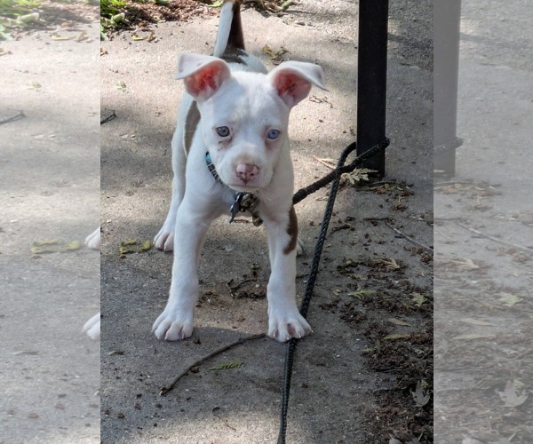 Medium Photo #6 Coonagle Puppy For Sale in Sheboygan, WI, USA