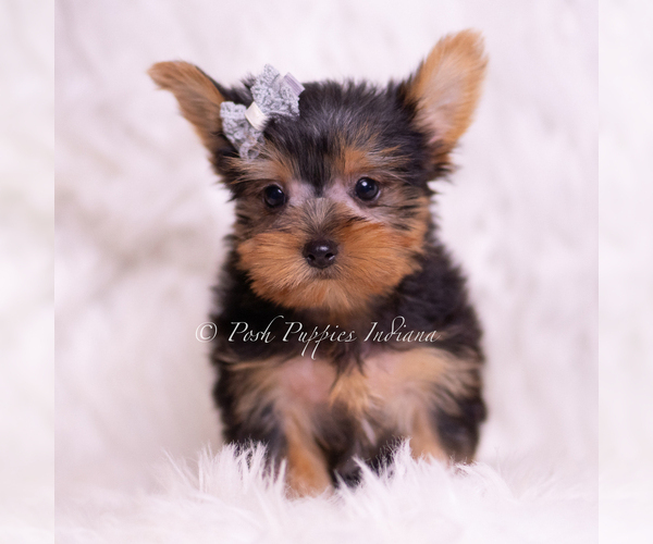 Medium Photo #7 Yorkshire Terrier Puppy For Sale in WARSAW, IN, USA