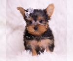 Small Photo #7 Yorkshire Terrier Puppy For Sale in WARSAW, IN, USA