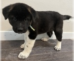 Small Photo #5 Akita Puppy For Sale in BIRON, WI, USA