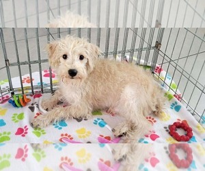 Schnoodle (Miniature) Puppy for sale in ORO VALLEY, AZ, USA