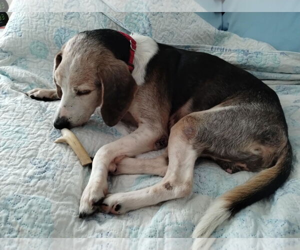 Medium Photo #13 Beagle Puppy For Sale in Dunnellon, FL, USA