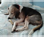 Small #12 Beagle