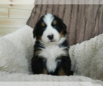 Puppy Robbie Bernese Mountain Dog
