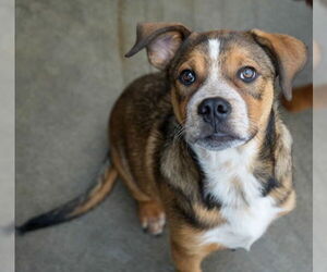 Retriever -Unknown Mix Dogs for adoption in Bridgewater, NJ, USA