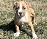 Small #11 American Bully