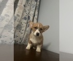 Small #23 Pembroke Welsh Corgi