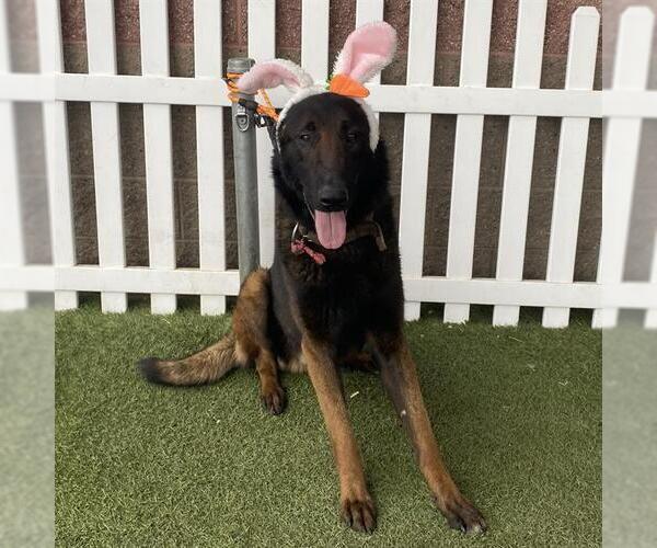 Medium Photo #1 German Shepherd Dog-Unknown Mix Puppy For Sale in Modesto, CA, USA