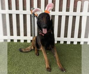 German Shepherd Dog-Unknown Mix Dogs for adoption in Modesto, CA, USA