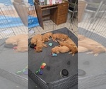 Small Golden Retriever