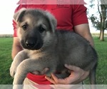 Small Photo #36 German Shepherd Dog Puppy For Sale in APLINGTON, IA, USA