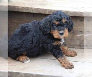 Bernedoodle-Poodle (Miniature) Mix Puppy for sale in STANLEY, WI, USA