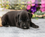 Small #1 Boxer