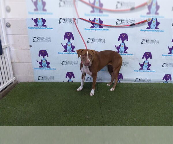 Medium Photo #1 Mutt Puppy For Sale in Orlando, FL, USA