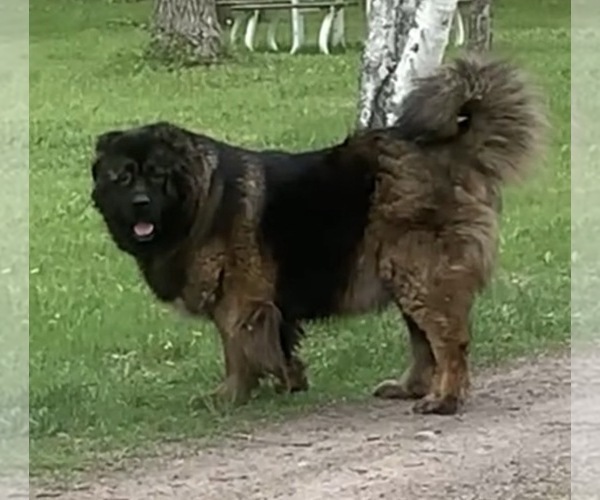 Medium Photo #1 Caucasian Shepherd Dog Puppy For Sale in AKELEY, MN, USA