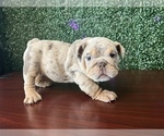 Small #3 English Bulldog