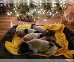 Small Photo #2 German Shorthaired Pointer Puppy For Sale in ARDEN, NC, USA