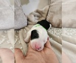Small #9 Sheepadoodle
