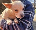 Small Photo #100 French Bullhuahua Puppy For Sale in SPRAGGS, PA, USA