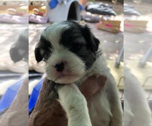 Mal-Shi Puppy for sale in OAK VIEW, CA, USA