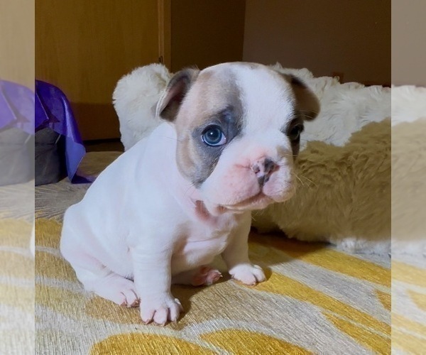 Medium Photo #13 French Bulldog Puppy For Sale in WEXFORD, PA, USA