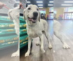 Small #8 Labrador Retriever Mix