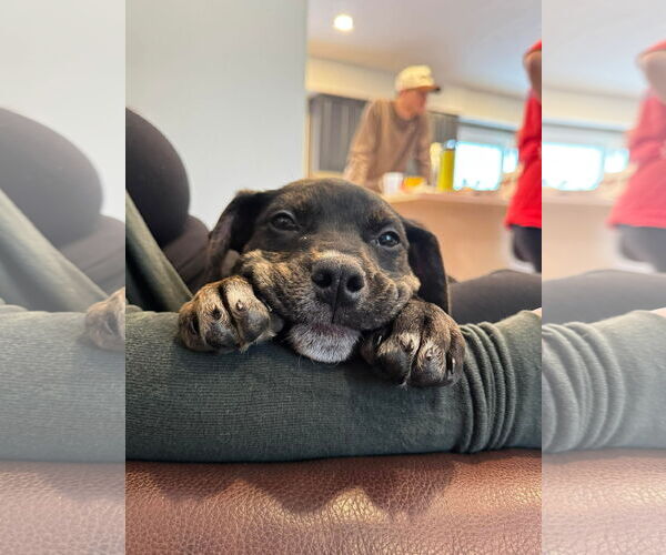 Medium Photo #4 English Mastweiler Puppy For Sale in Oro Medonte, Ontario, Canada