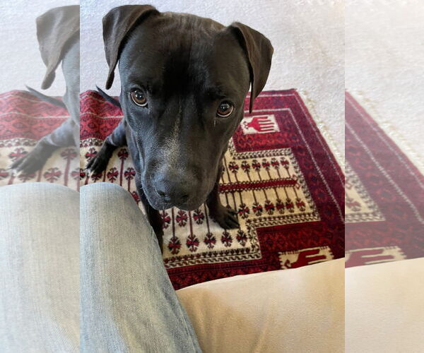 Medium Photo #5 American Pit Bull Terrier-Unknown Mix Puppy For Sale in Germantown, OH, USA