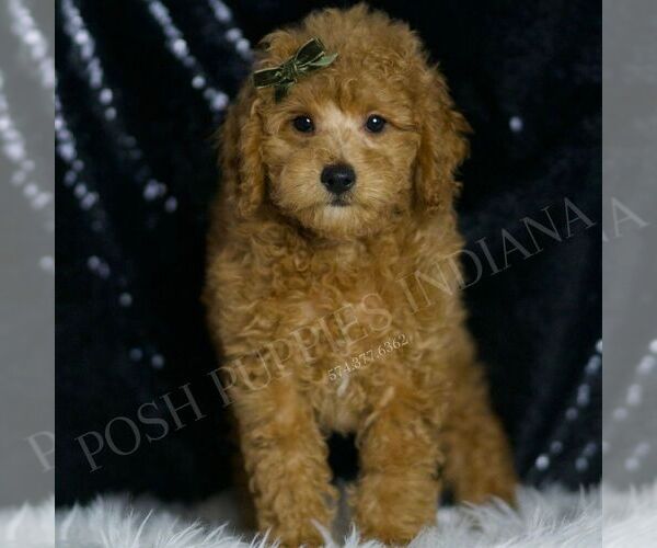 Medium Photo #95 Poodle (Toy) Puppy For Sale in WARSAW, IN, USA