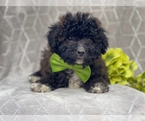 Aussiedoodle Miniature Puppy for sale in LAKELAND, FL, USA