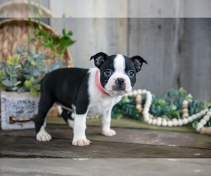 Medium Boston Terrier