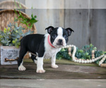 Puppy Violet Boston Terrier