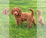 Small #1 Cavapoo (Miniature)