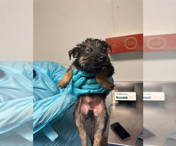 Medium Photo #1 Siberian Husky Puppy For Sale in Bakersfield, CA, USA