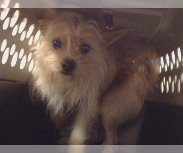Medium Photo #1 Cairn Terrier-Unknown Mix Puppy For Sale in Sacramento, CA, USA