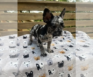 French Bulldog Puppy for sale in CUMMING, GA, USA