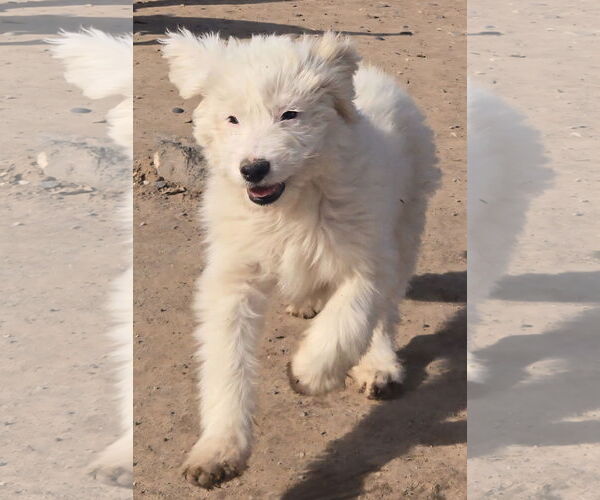 Medium Photo #1 GIANT SCHNAUZER -Great Pyrenees Mix Puppy For Sale in Peralta, NM, USA