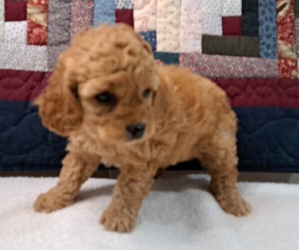 Medium Photo #5 Cock-A-Poo Puppy For Sale in PELHAM, NH, USA