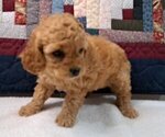 Puppy Female Puppy 2 Cock-A-Poo