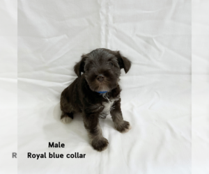 Schnauzer (Miniature) Puppy for Sale in FARMVILLE, Virginia USA