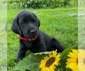 Labrador Retriever Puppy for sale in DAYTON, VA, USA