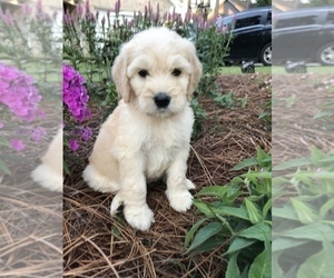Goldendoodle Puppy for sale in PINEHURST, NC, USA