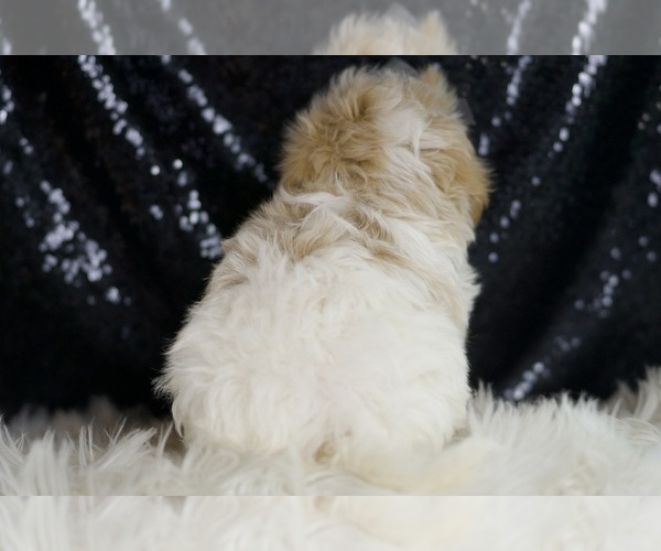 Medium Photo #6 Maltipoo Puppy For Sale in WARSAW, IN, USA