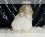 Small #5 Maltipoo