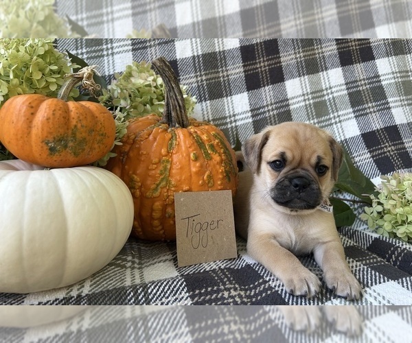 Medium Photo #3 Puggle Puppy For Sale in ELKTON, VA, USA